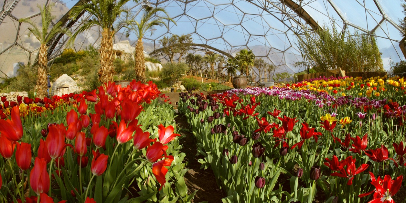 Tulips in the Eden Project Med biomo