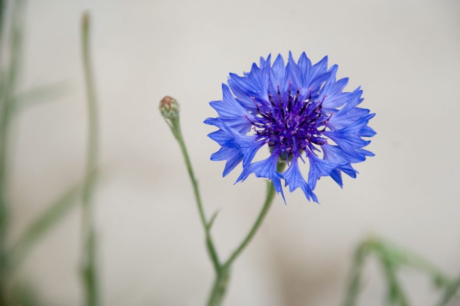 Cornflower blue